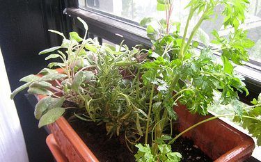 Kitchen Herbs that Heal