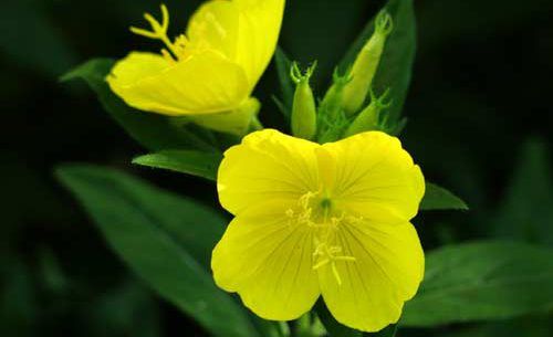 The Benefits of Evening Primrose Oil