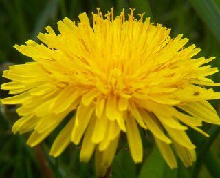 Weeding Through the Health Benefits of Dandelion (Includes Recipe)