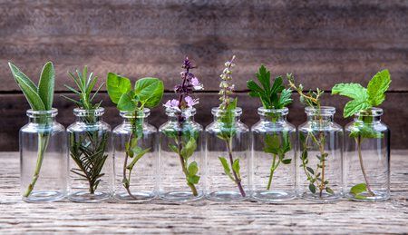 Single Essential Oil Profiles, Benefits, Indications