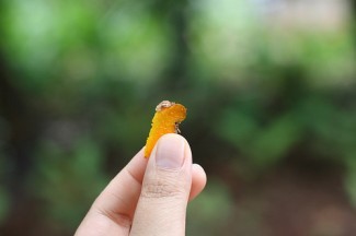 The Incredible Health Benefits of Turmeric