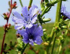 Chicory – Herbal Profile