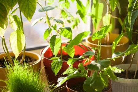 Top Four Tips for Harvesting and Storing Fresh Herbs