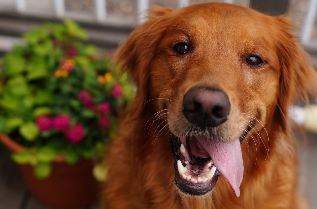 Safe, Fun DIY Toys for Your Dog