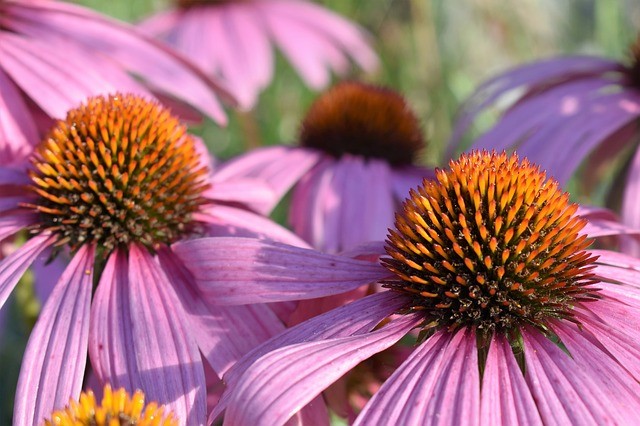 Why You Always Need Echinacea on Hand